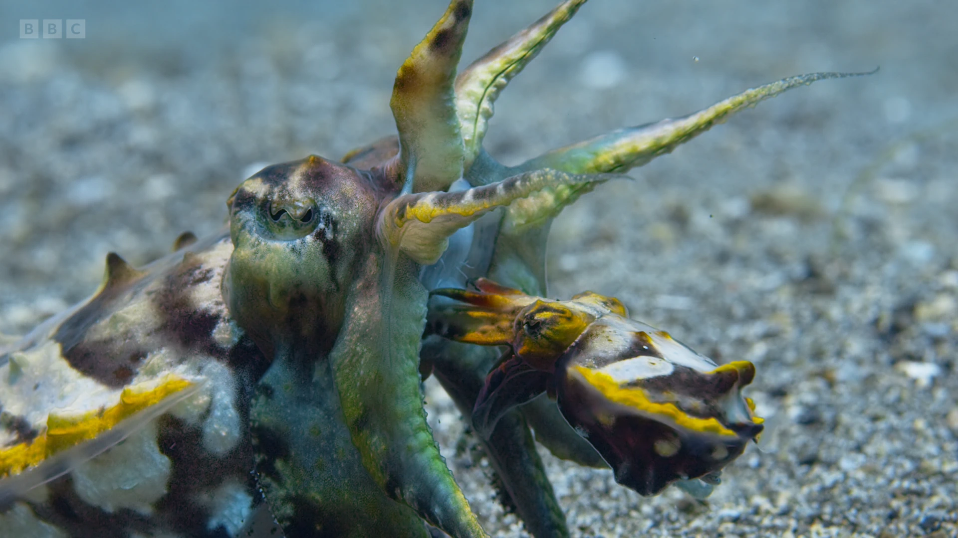 Flamboyant cuttlefish (Metasepia pfefferi) as shown in A Perfect Planet - Oceans